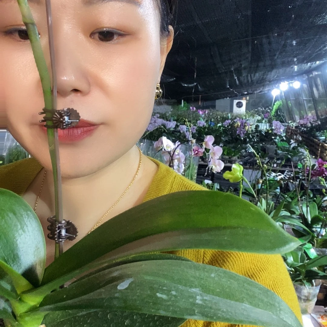 无花朵维维安蝴蝶兰