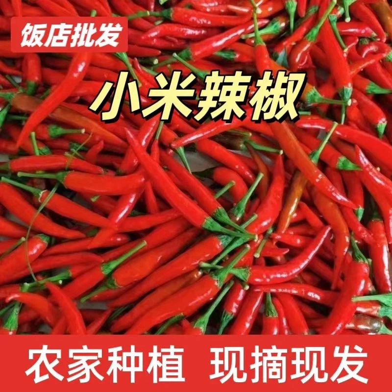 现摘现发特辣辣椒辣椒朝天椒指天椒现摘批发小米辣鲜椒新鲜爆辣