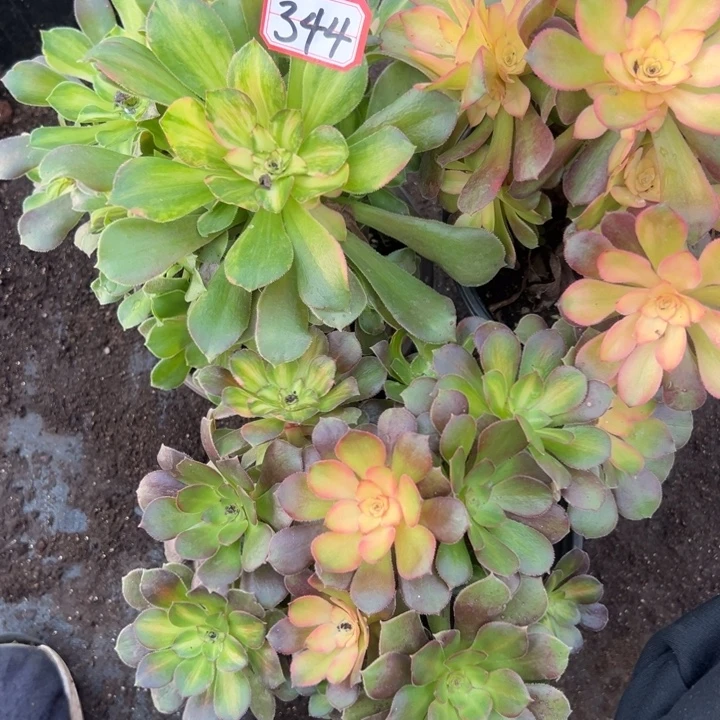多肉植物344不售后