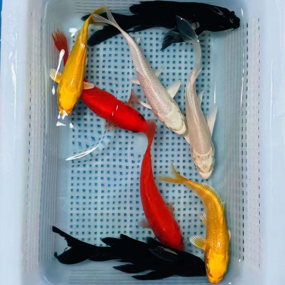 【多规格套餐】冷水鱼观赏鱼