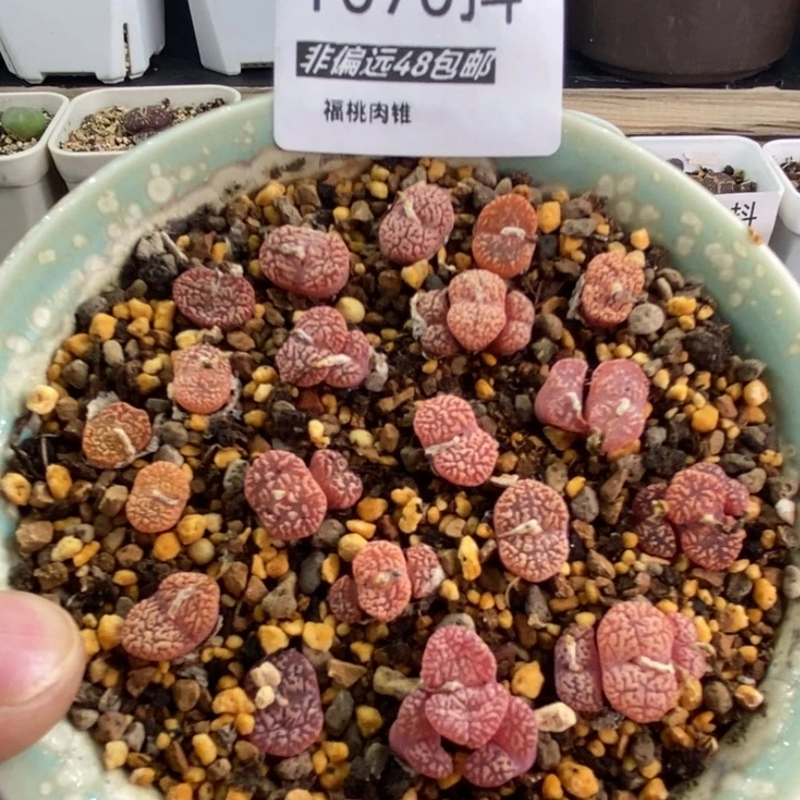 多肉一物一拍070号