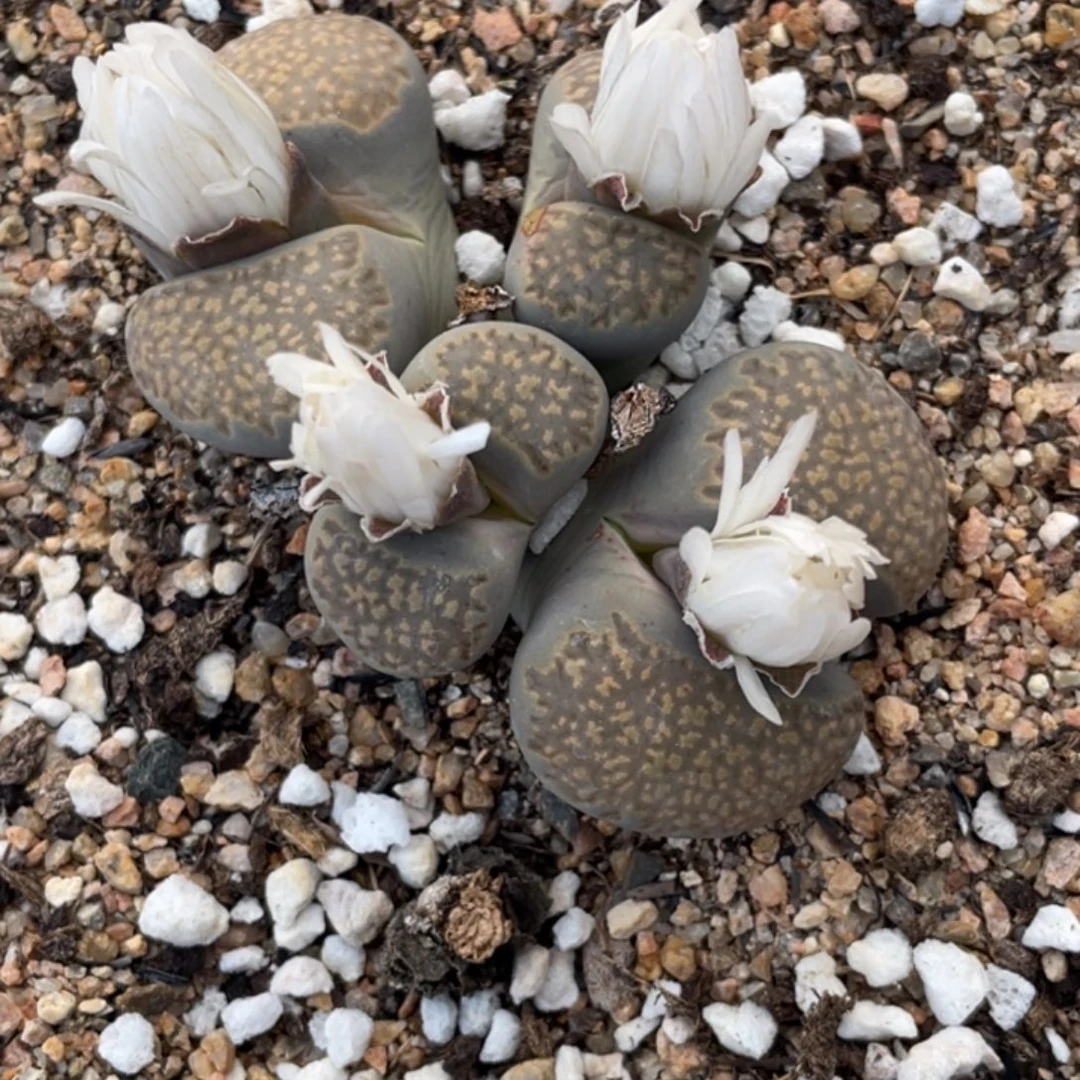 非偏远满20包邮763