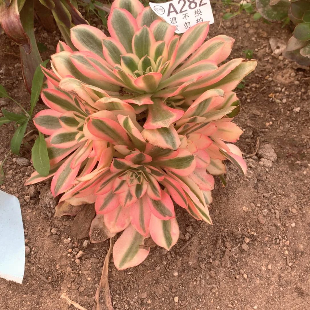 多肉植物女巫282