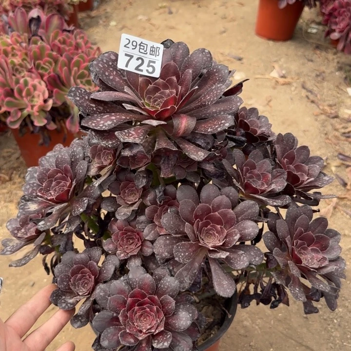 晚霞……多肉植物……