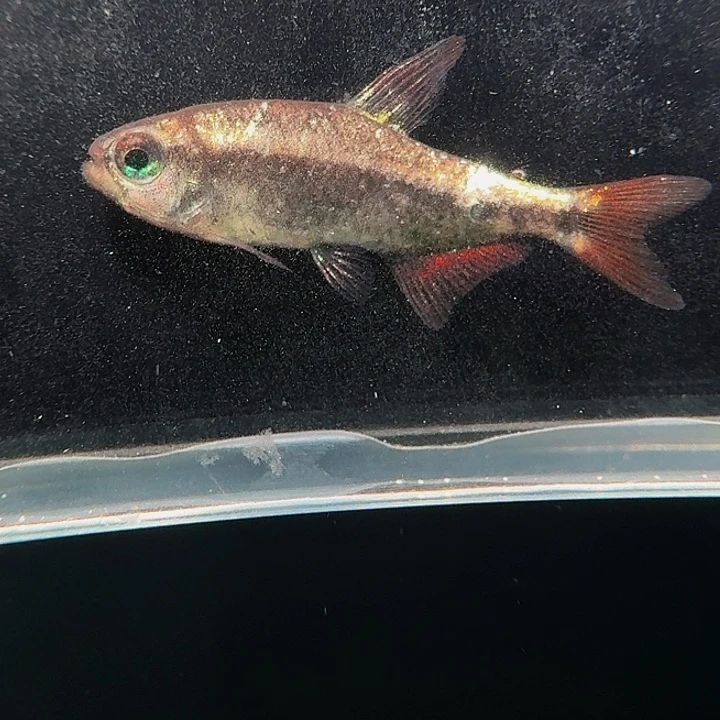 灯科鱼左下缸2号碎金血魔麻子有黑斑2厘米一条