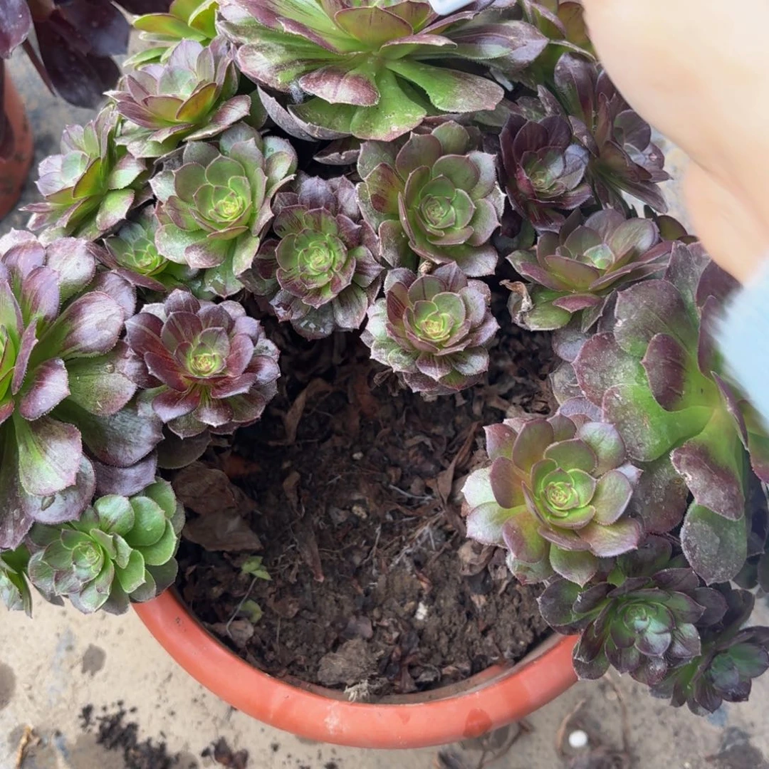 223多肉植物捧花的时候