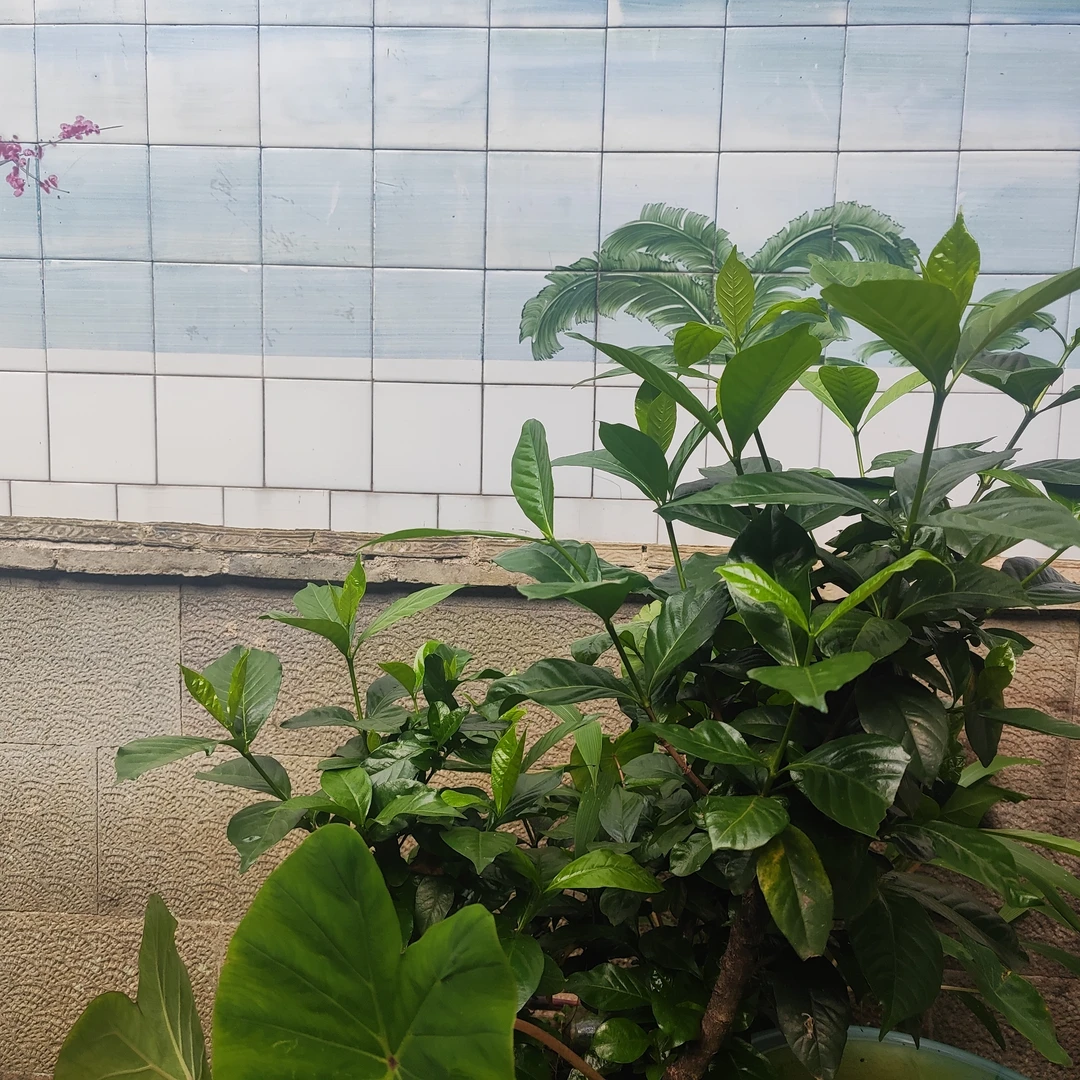 三岔塘土货  零时链接菇