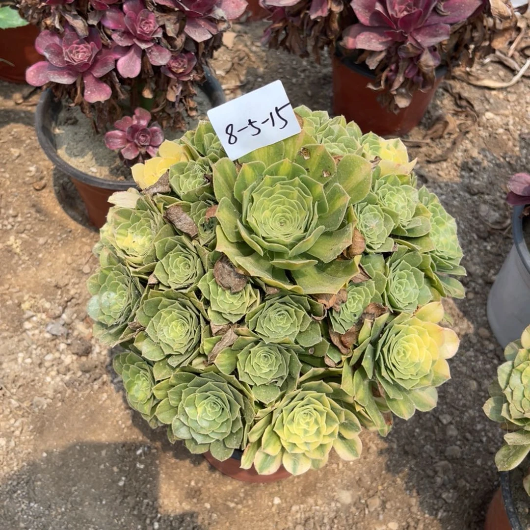 王***琴8-5-15五彩琉璃寄养