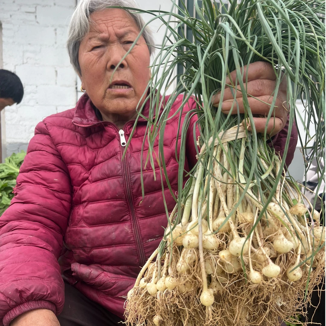 【旬阳特产】农户自种小蒜 新鲜应季蔬菜