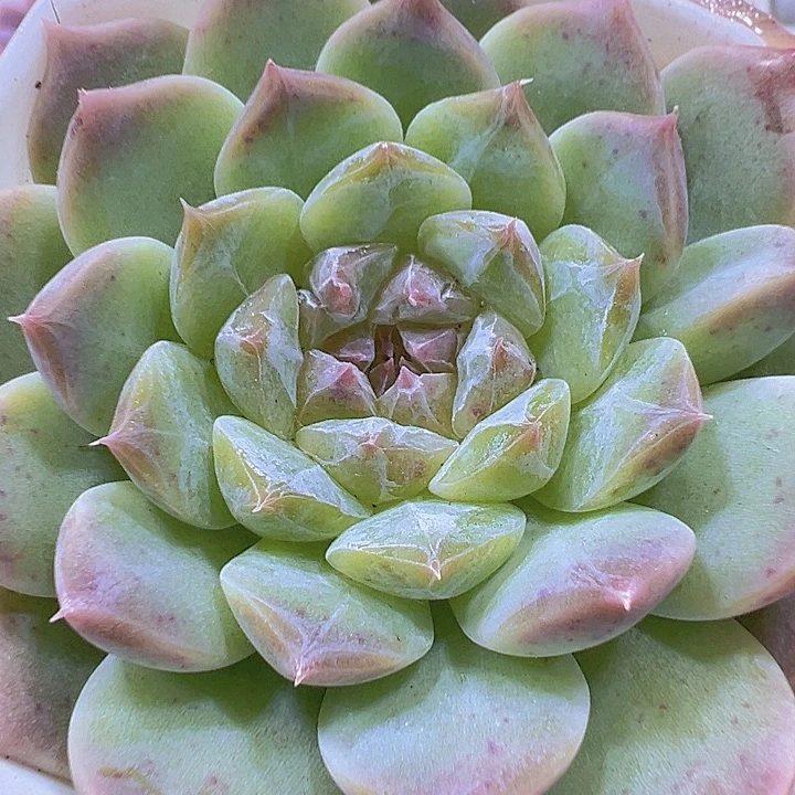 水晶冰心19包邮多肉植物