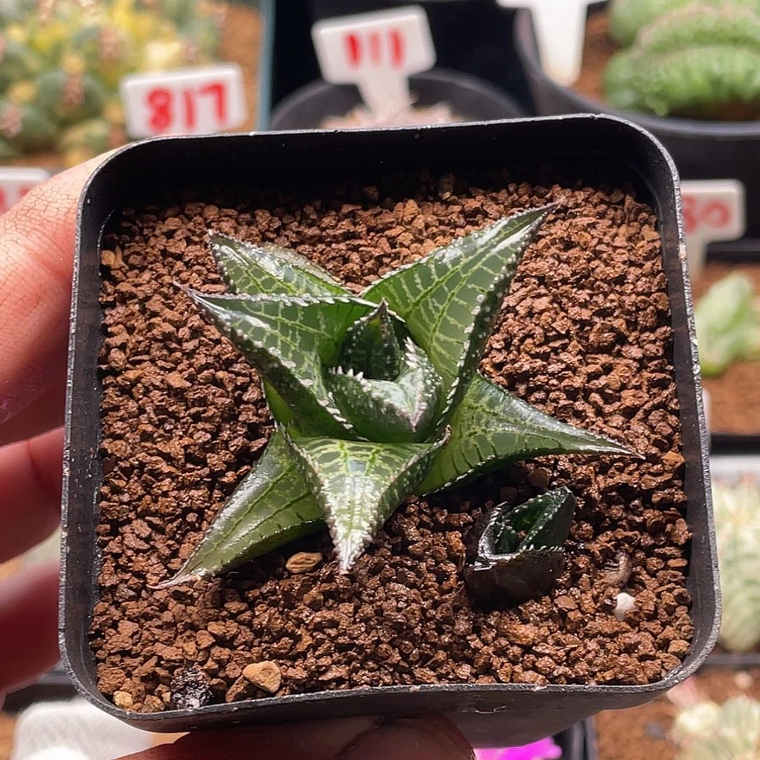 实生丸叶龙鳞 带盆土发货