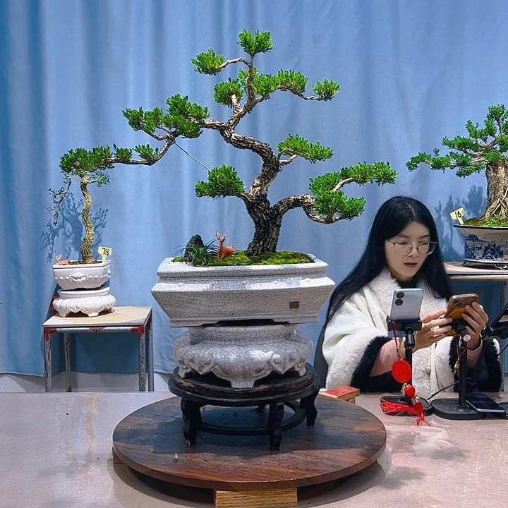 无花朵广东皱皮雀舌黄杨