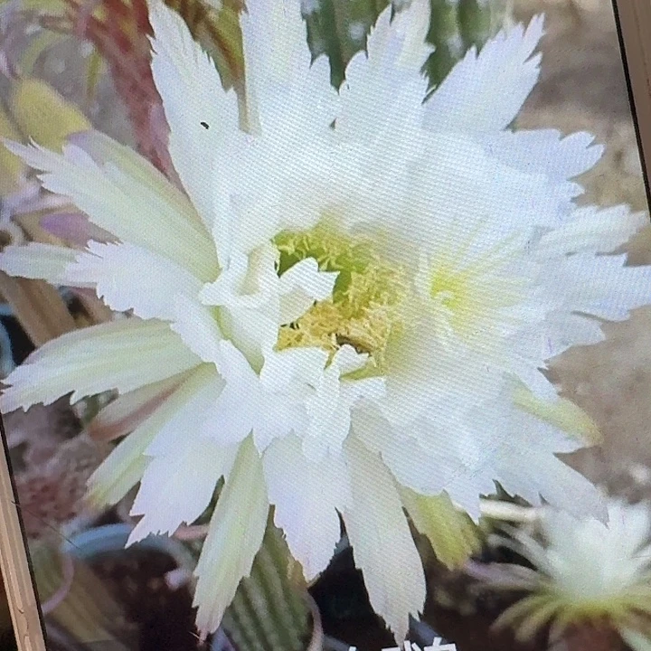 鹦鹉侧芽高8公分左右毛花柱（满20包邮）