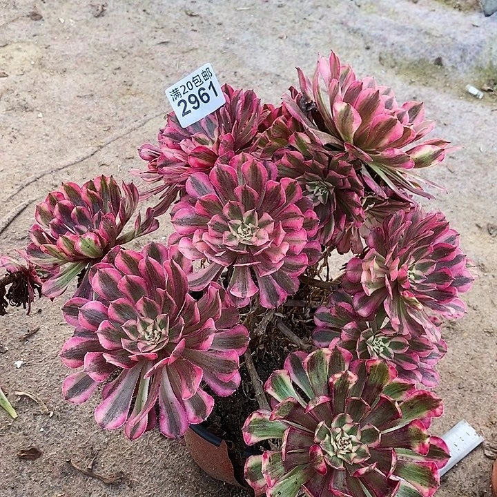 2961 一颗黑瞳hu潮白