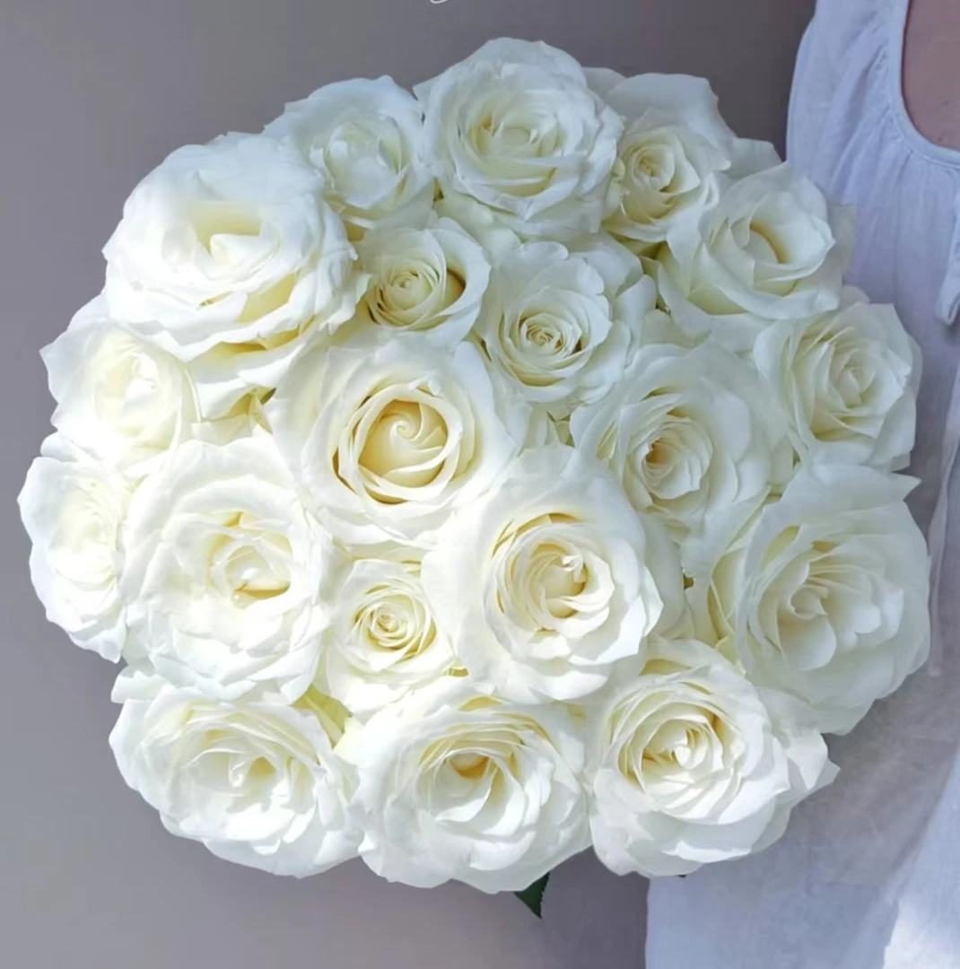 (骄傲玫瑰）单头玫瑰云南鲜花基地直发