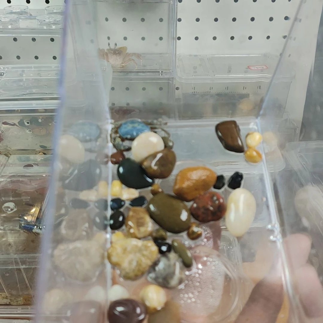 小蓝蟹桌面小宠物蓝化