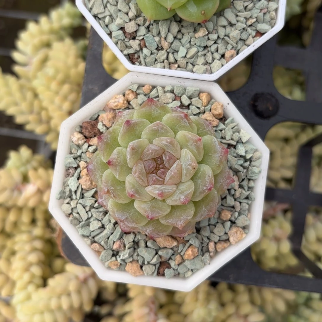 杂交糖心一物一拍