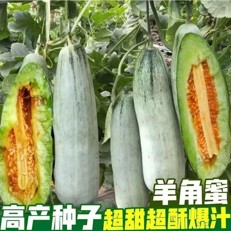 羊角蜜甜瓜种子山东羊角脆种籽超甜甜瓜籽四季播脆甜长甜瓜种子