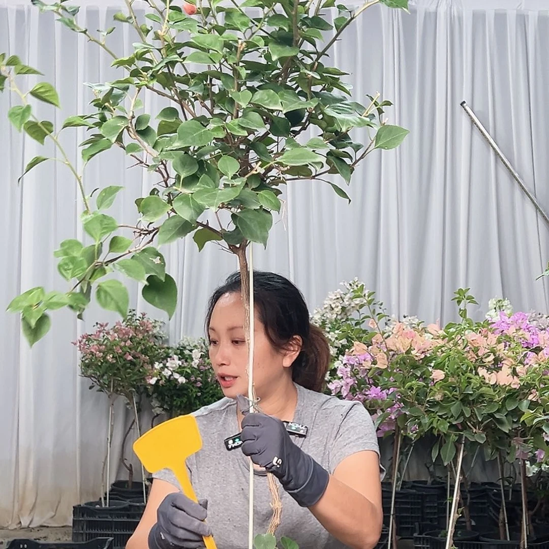 唯***妮当前无花栽培后可以开花J69不甜西瓜