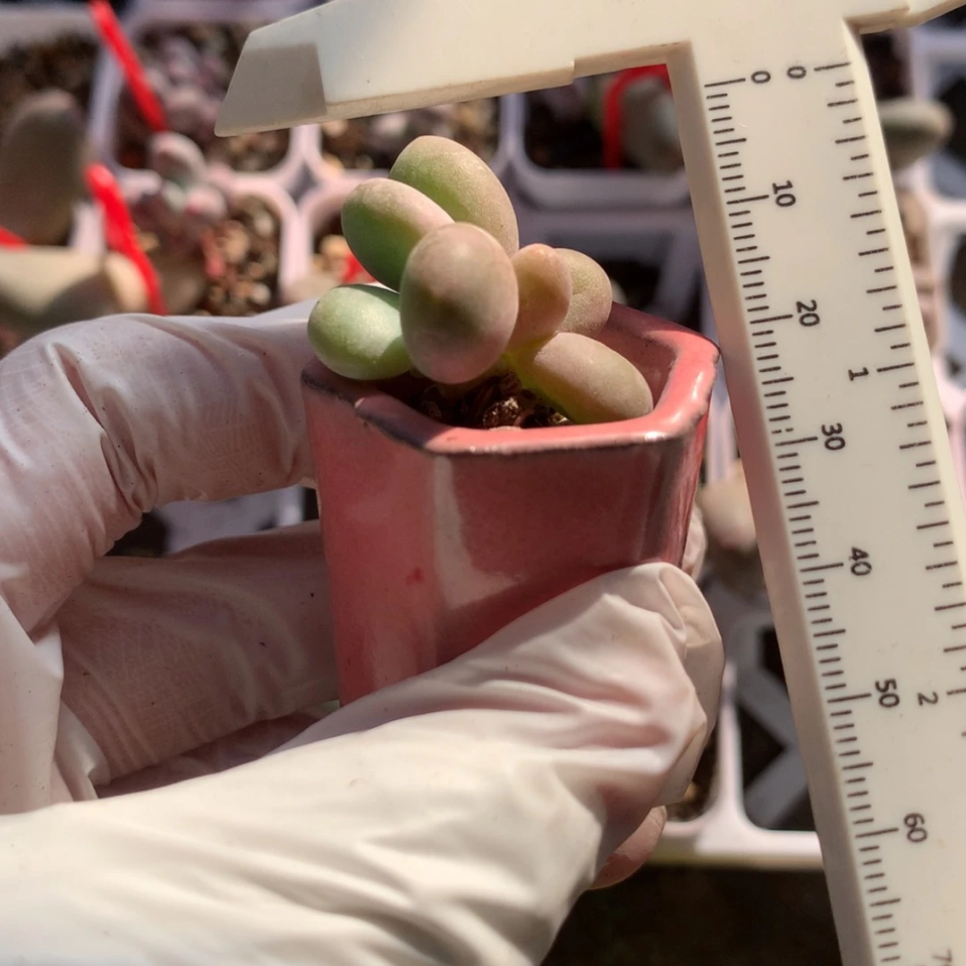 韩国芒果奶带盆土啊哦