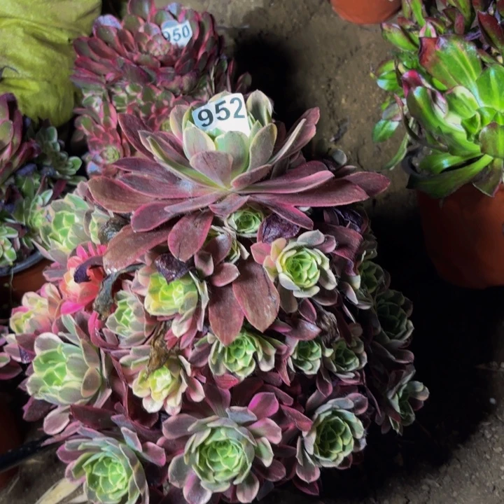 952粉红豹多肉植物