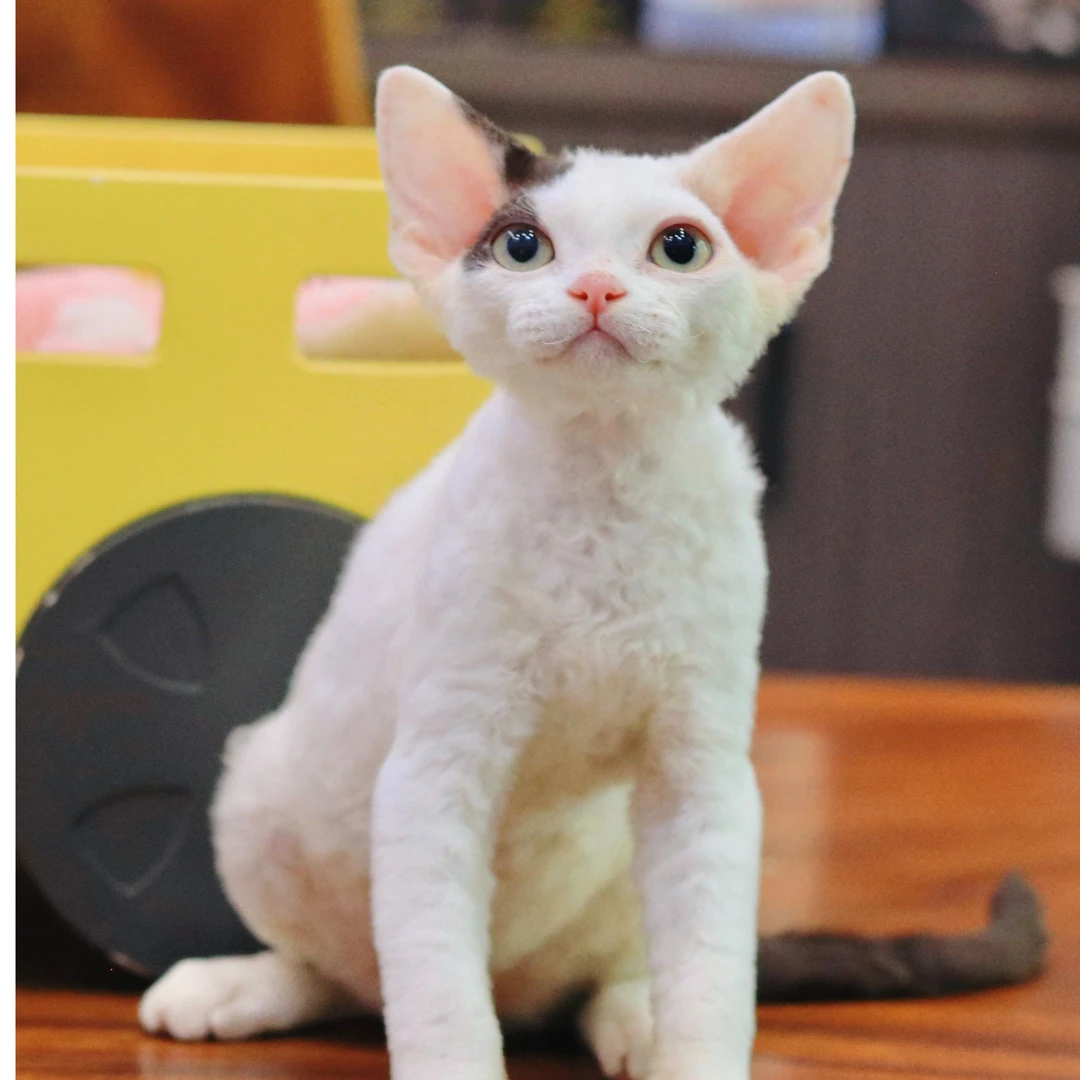 【小仙女德文】黑白梵色弟弟  猫咪活体