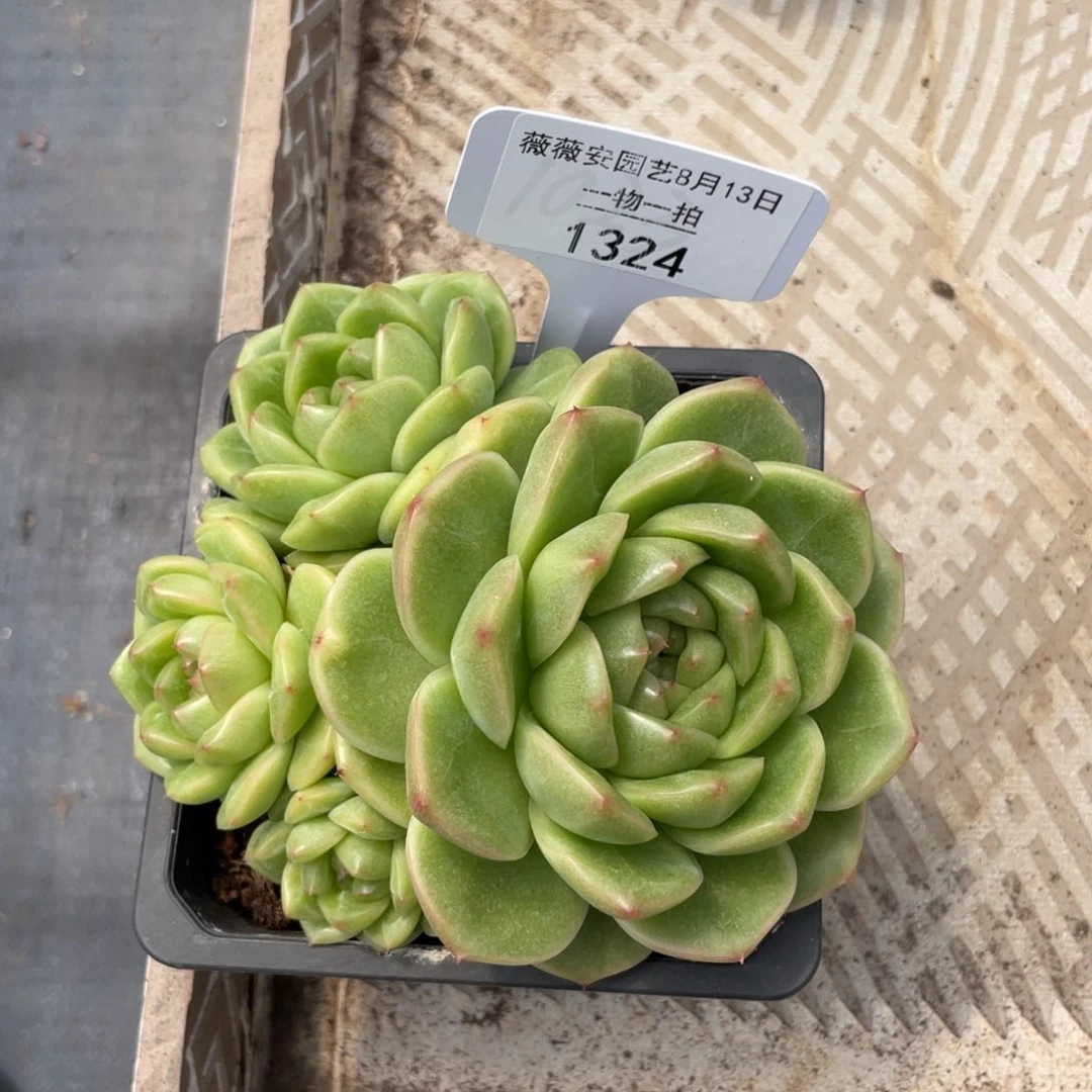 薇薇安园艺多肉1324