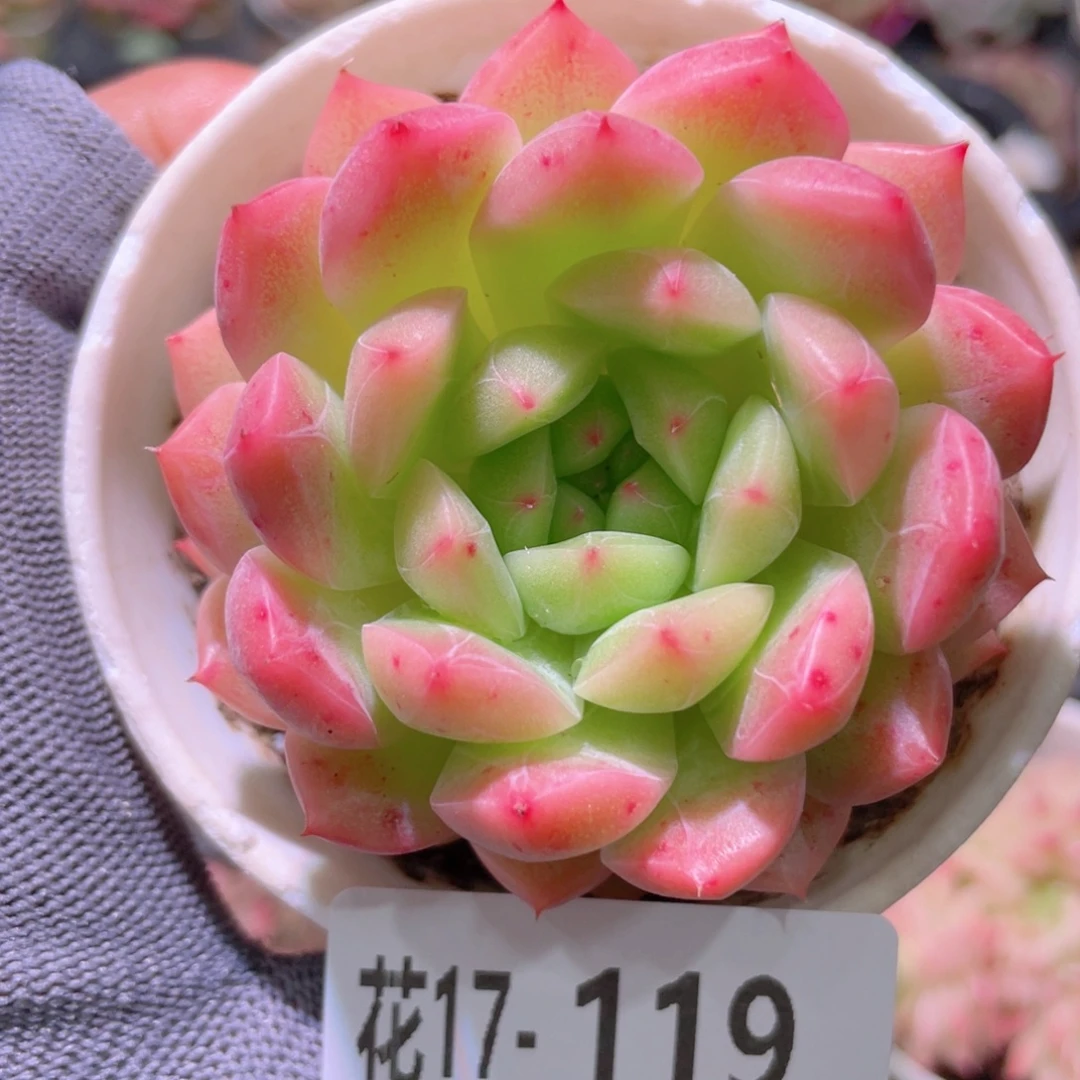 花利美17-119新品