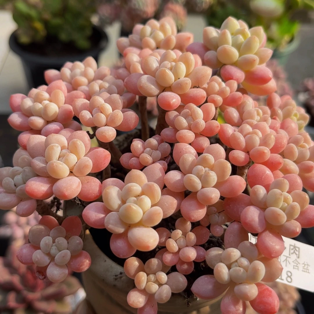 718鱼子酱12cm多肉