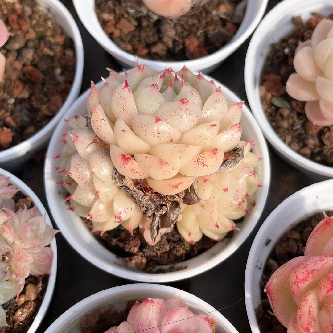 木*优选麦秆福利8798