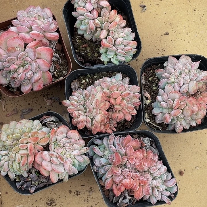 珍妮缀化带盆土发