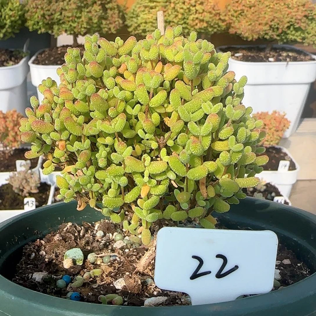 金桔糖球枝干番杏