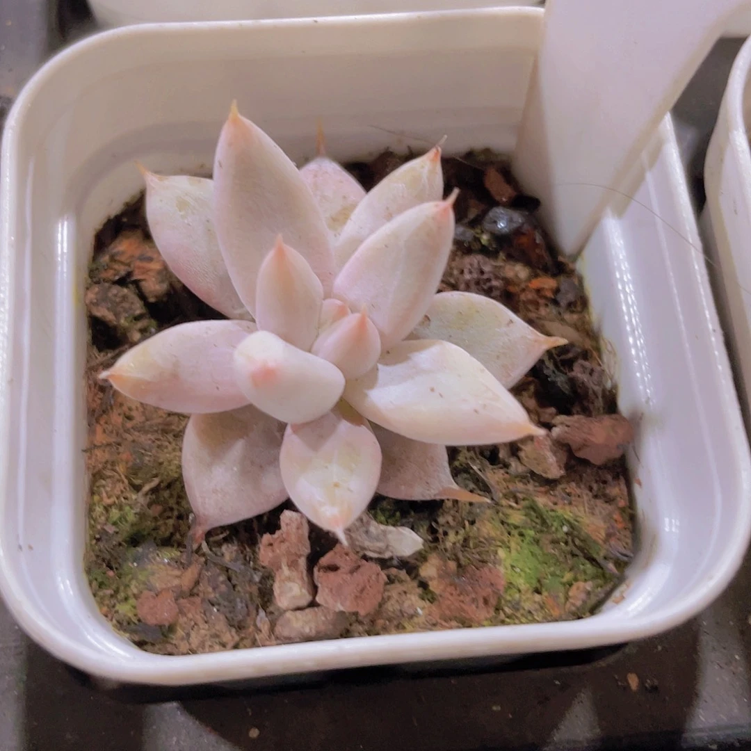 杜里万w013一物一拍