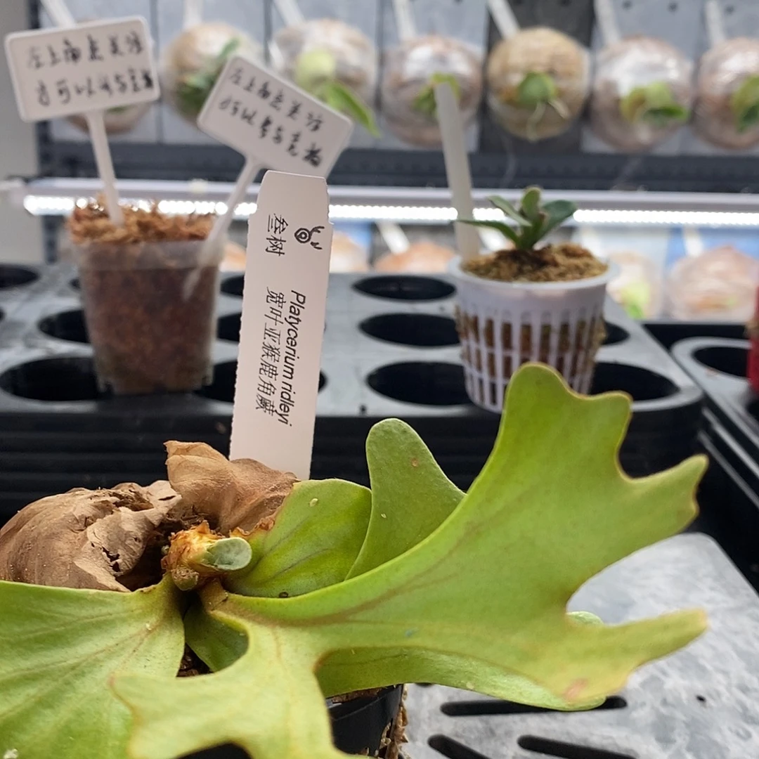 无花朵宽叶亚猴鹿角蕨