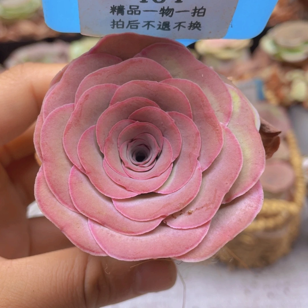 山地玫瑰464裸根发货不售后
