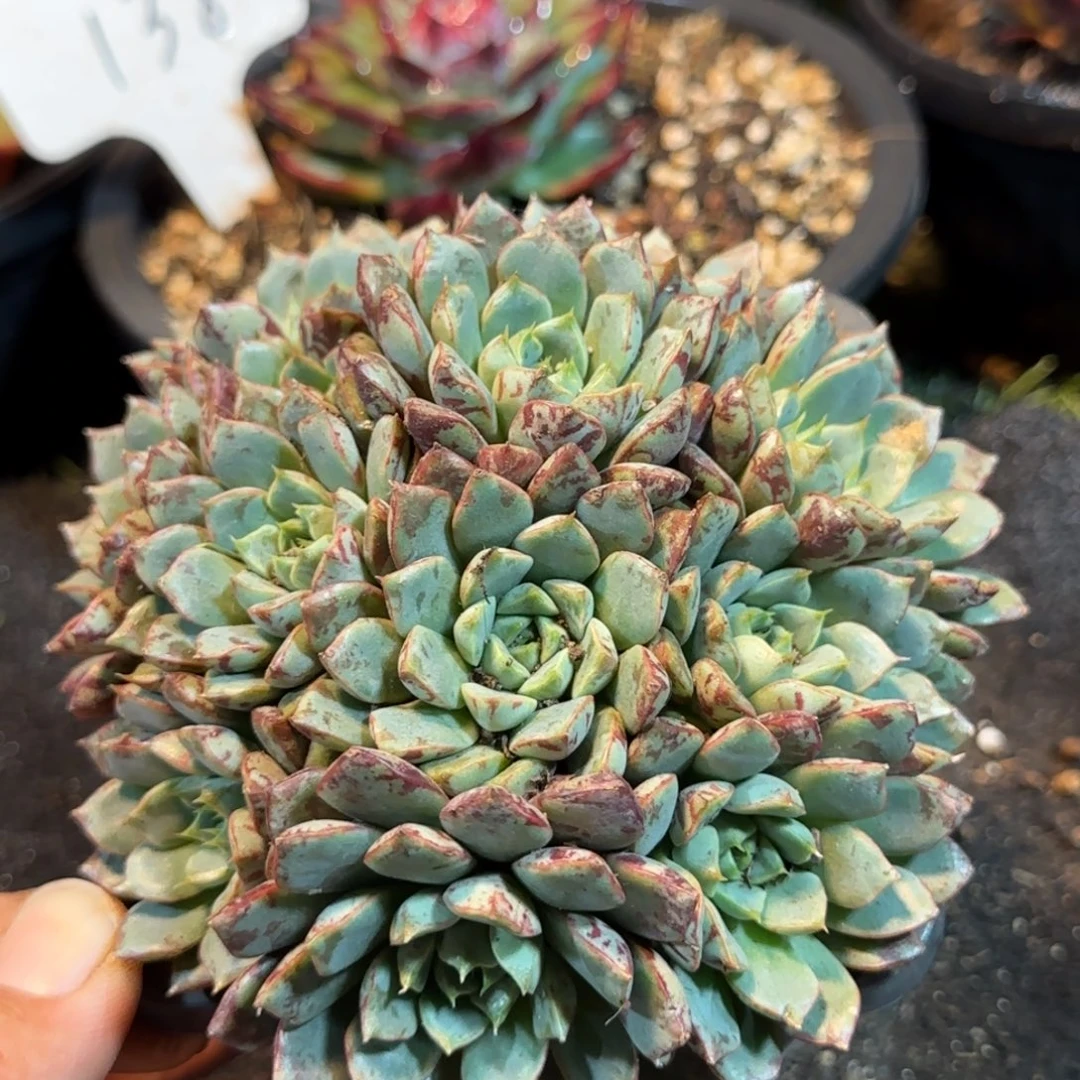 血滴子惊鸿一物一拍包装收缩花旱