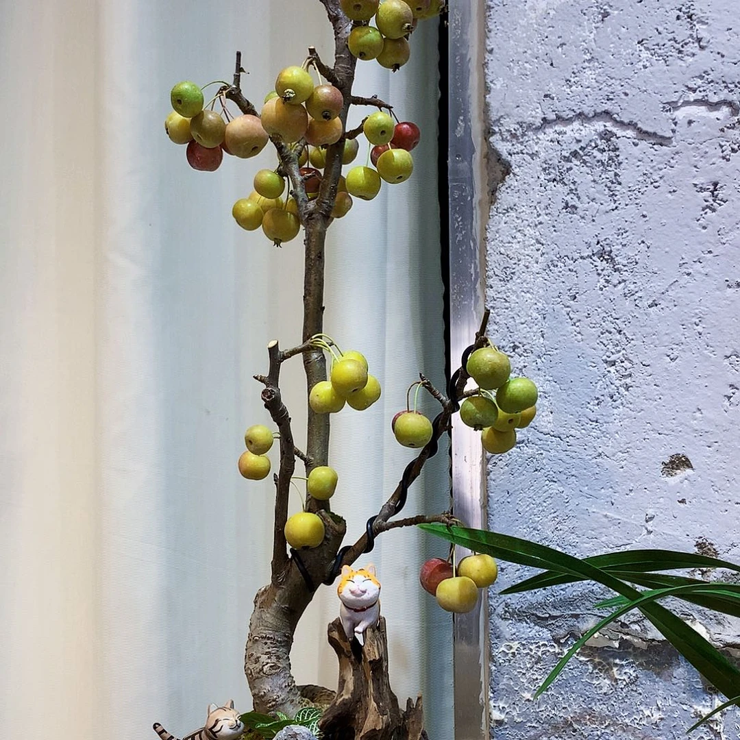 完全开放27蝴蝶兰一物一拍