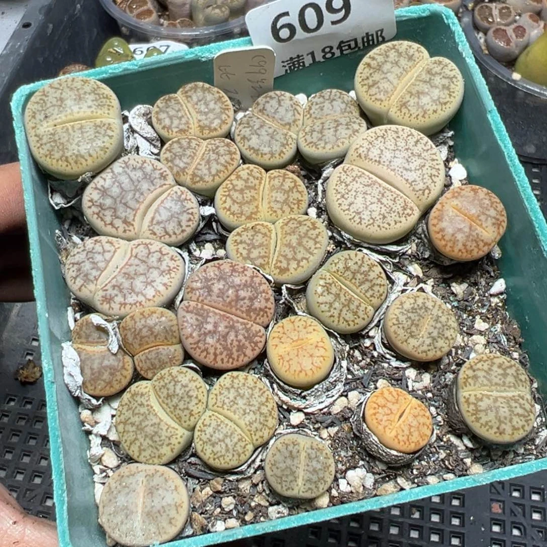 【闪购商品】 609。