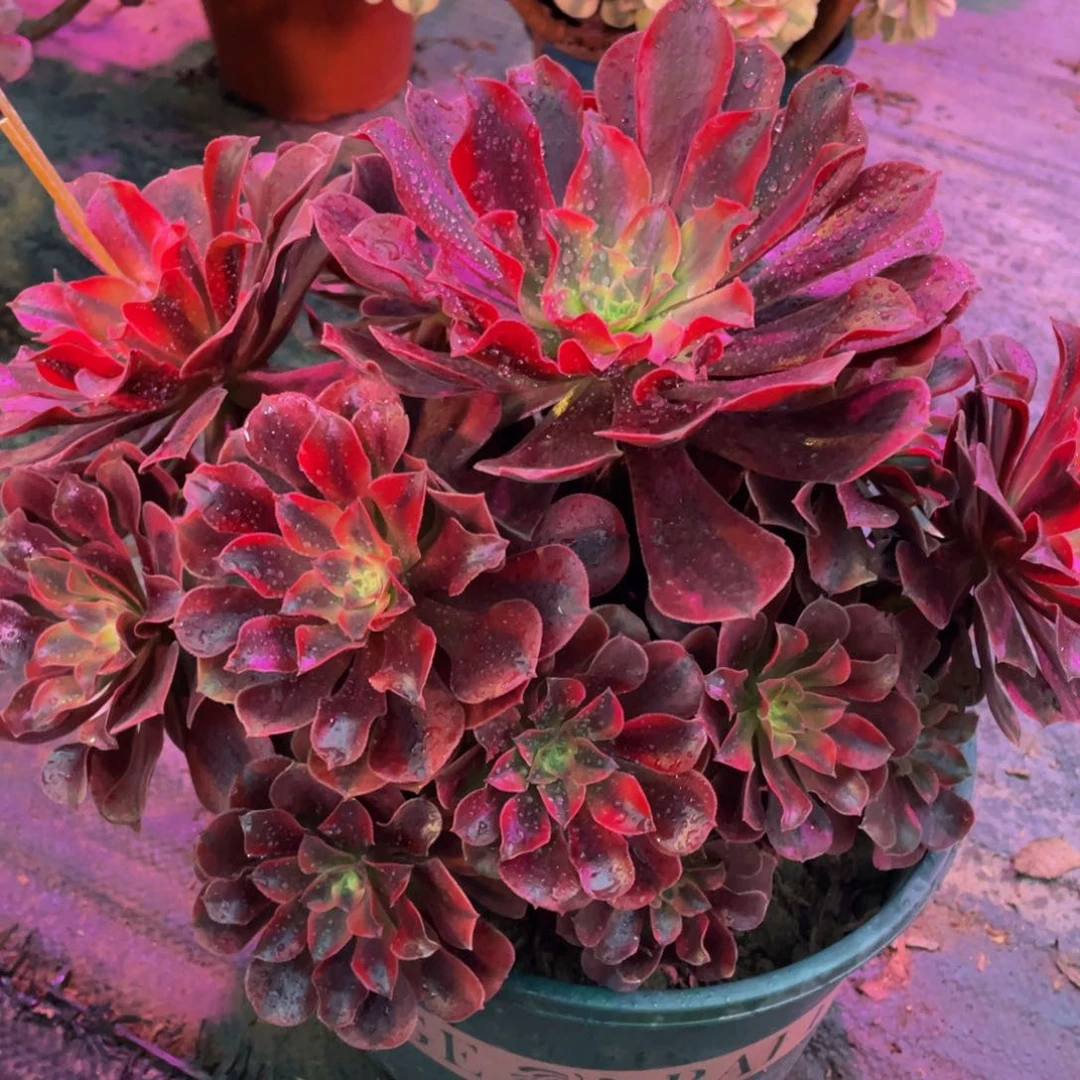 626美杜莎精品法师老桩