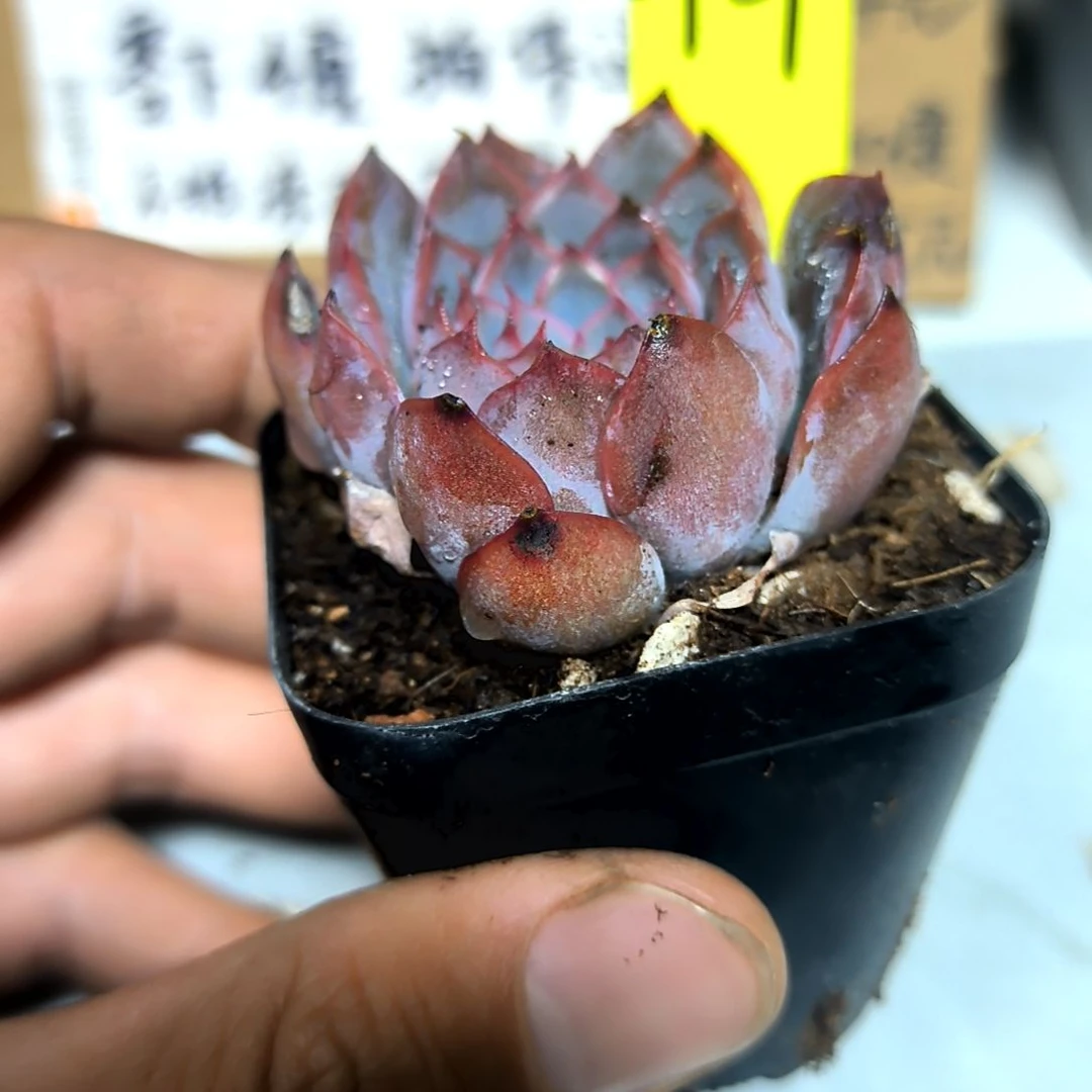 满6元包邮，  #44紫美莎方盆