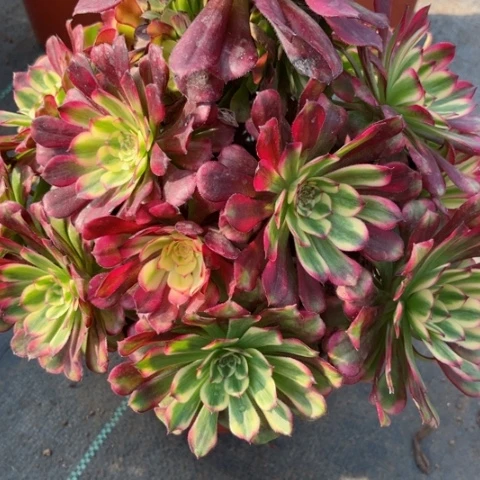 多肉植物五天姬锦。