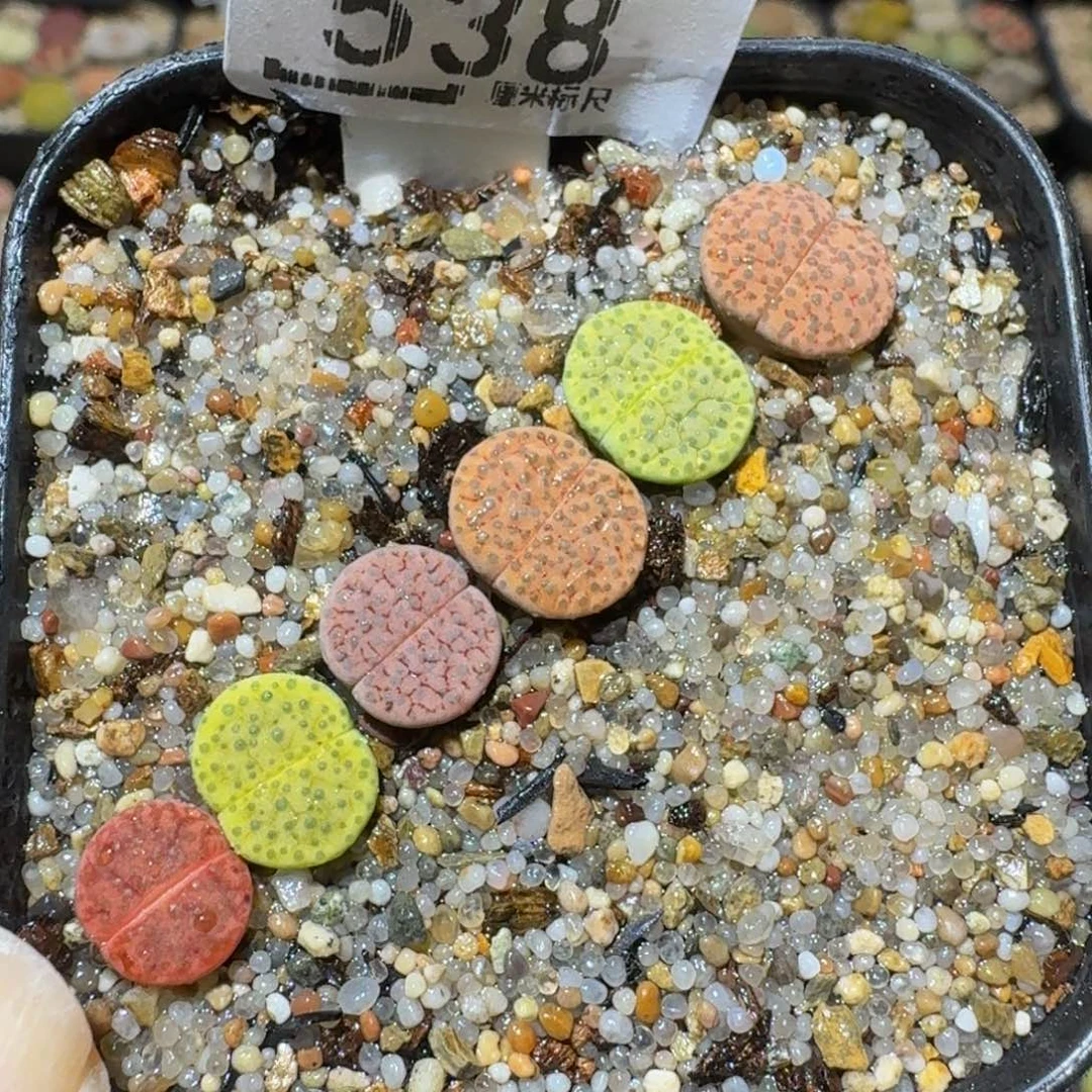 Ssss精品生石花538