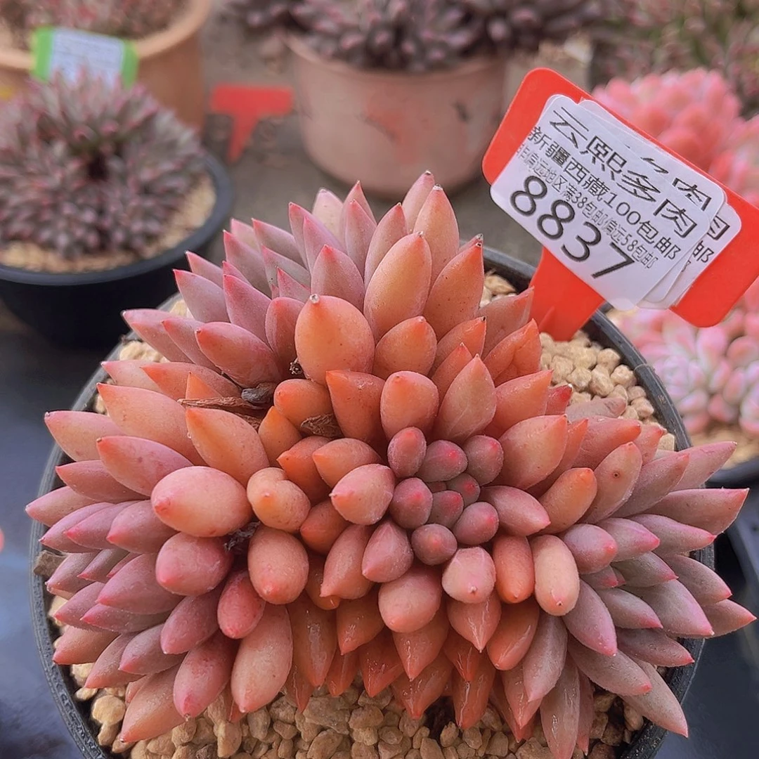 8837红蜻蜓多肉植物