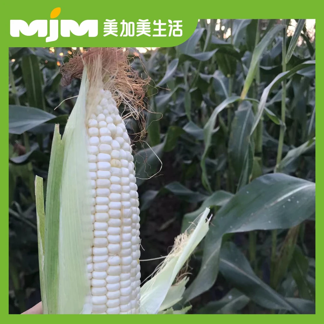 【1个】白糯玉米（带皮）白糯玉米广西壮族自治区