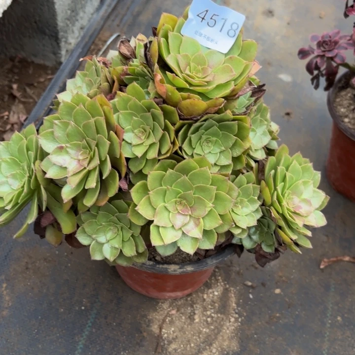 桃花石多肉处理不包断头4518