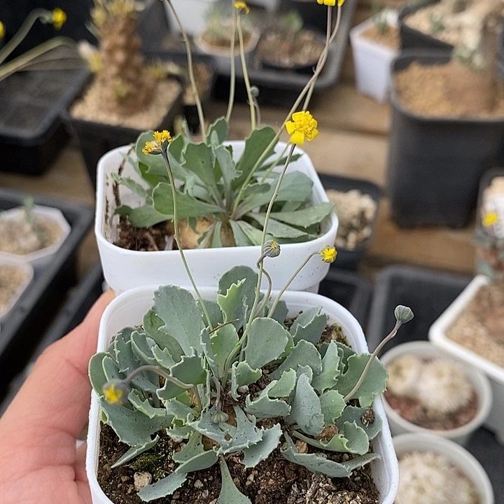 823格加厚敦菊一一带盆