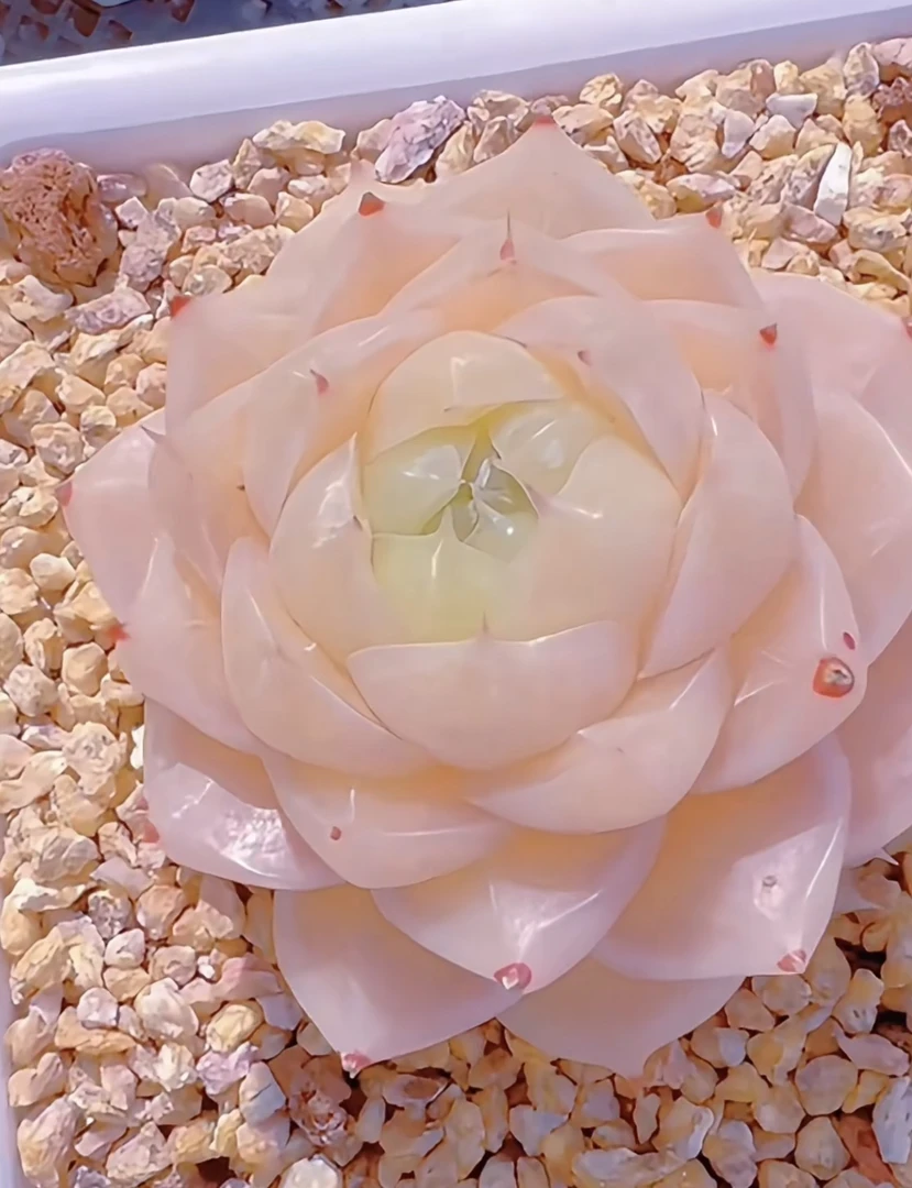 多肉植物花卉链接002 十八包邮（除新疆西藏）