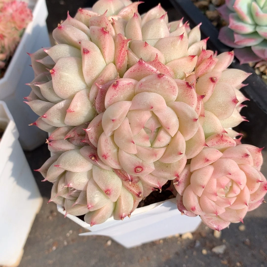 0204-72 麦杆优选