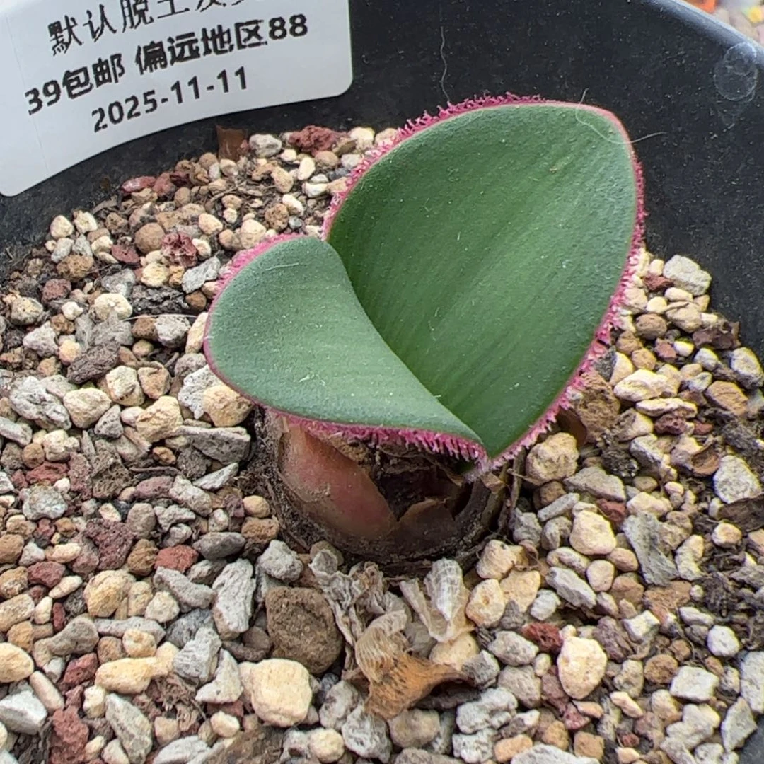 069号 阔叶雪莲多肉植物