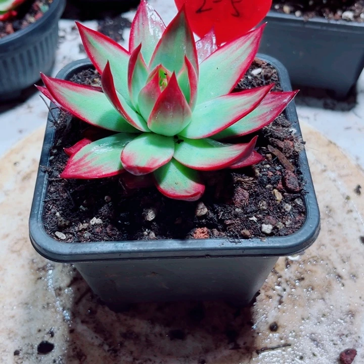 ?****惊鸿仙子多肉植物2-5